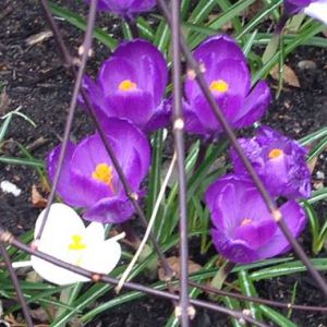 Spring crocus