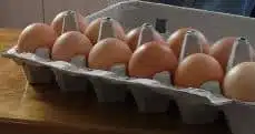 generic carton of eggs